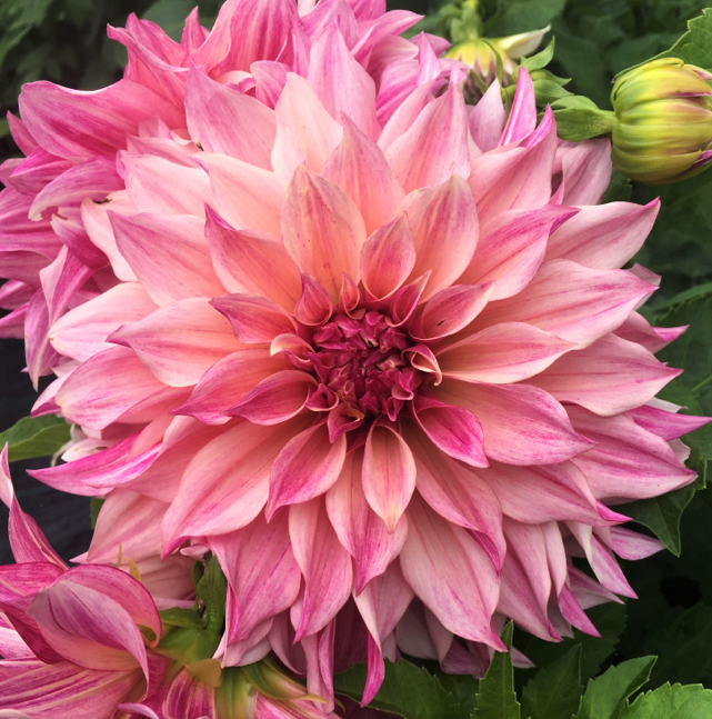 Dahlia Cafe Au Lait Royal